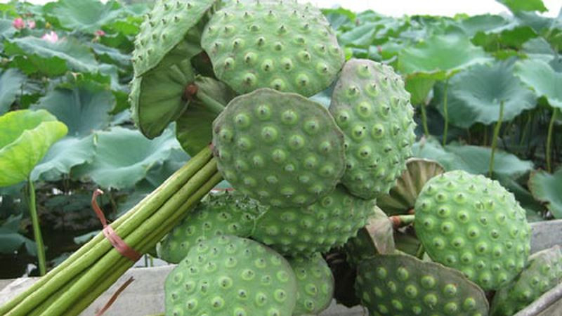 Vì sao “đàn ông không thể thiếu hẹ, đàn bà không thể thiếu ngó sen”? ảnh 3 tac-dung-chua-benh-cua-hat-sen-giaoduc.net.vn3