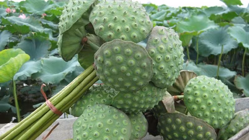 tac-dung-chua-benh-cua-hat-sen-giaoduc.net.vn3