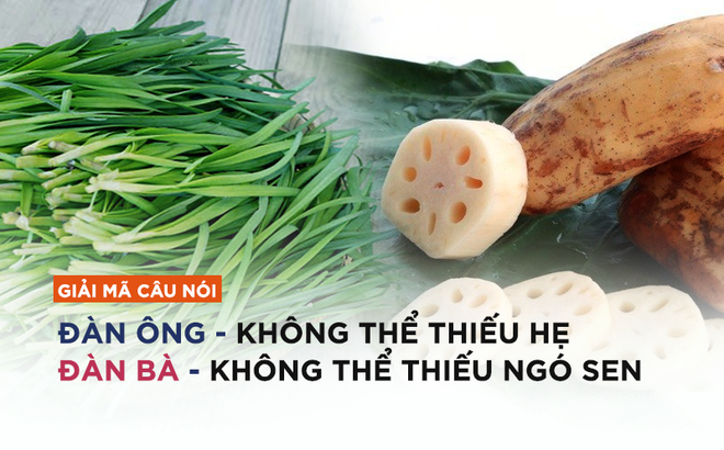 Vì sao “đàn ông không thể thiếu hẹ, đàn bà không thể thiếu ngó sen”? ảnh 1 ava-1479439392951-0-0-497-800-crop-1479439411995