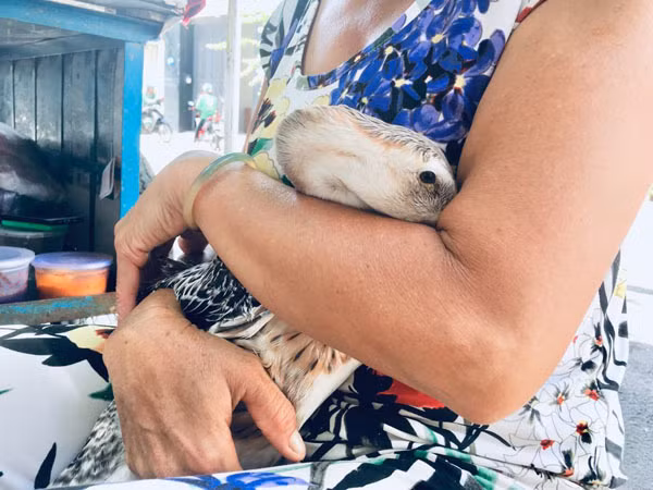 Hiếm muộn 24 năm, vợ chồng Sài Gòn gọi vịt là con, ăn ngủ cùng