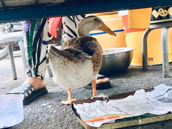 Hiếm muộn 24 năm, vợ chồng Sài Gòn gọi vịt là con, ăn ngủ cùng