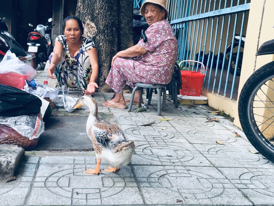 Khi vắng khách, chị Châu chơi, đùa nghịch, nói chuyện với vật cưng. Sau đó, chị sẽ rửa tay sạch bằng xà bông rồi mới bán hàng tiếp. Ảnh: T.A. Hiếm muộn 24 năm, vợ chồng Sài Gòn gọi vịt là con, ăn ngủ cùng