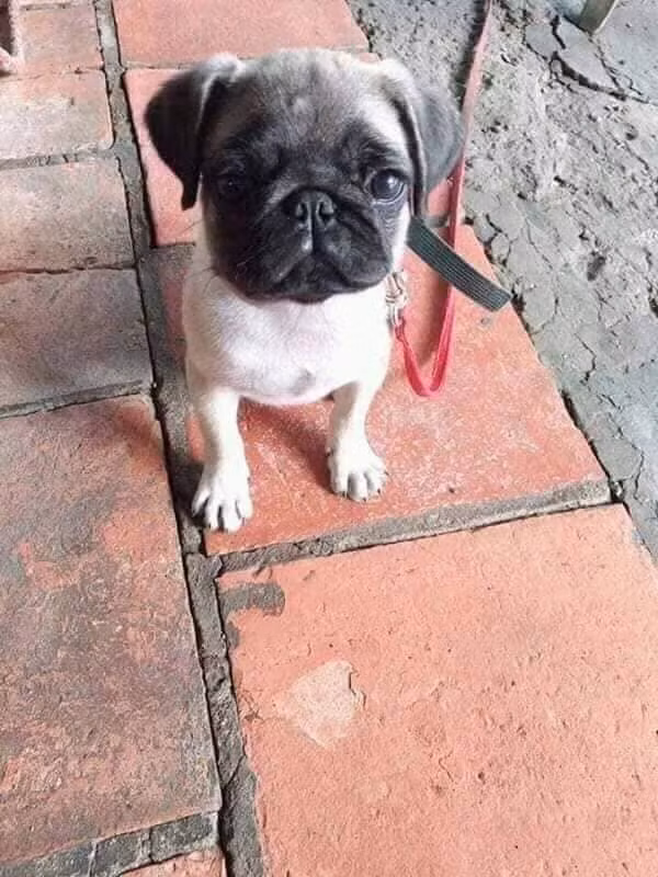 Con chó khi mới được mang đến cửa hàng.