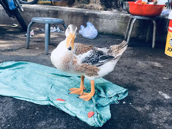 Hiếm muộn 24 năm, vợ chồng Sài Gòn gọi vịt là con, ăn ngủ cùng