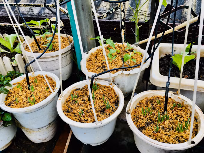 Hành ưa mát nên việc phủ một lớp trấu tươi trên bề mặt sẽ giữ ẩm cho cây tốt hơn.