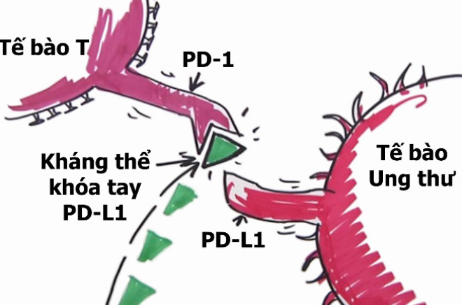 Cơ chế trị ung thư của liệu pháp miễn dịch. Cơ chế trị ung thư của liệu pháp miễn dịch.
