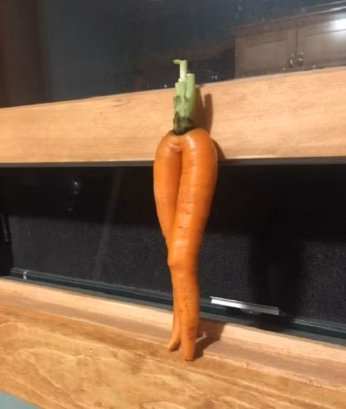 Cà rốt chân dài.