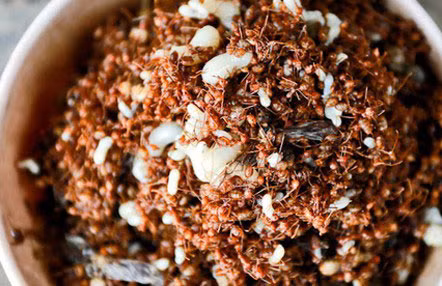 Không chi phan non dong vat, VN con co nhieu mon ăn la làm nhieu ngươi khiep dam