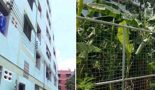 Em bé được phát hiện ở khu vườn chuối phía sau khu chung cư. Em bé được phát hiện ở khu vườn chuối phía sau khu chung cư. Ảnh: