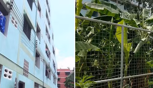 Em bé được phát hiện ở khu vườn chuối phía sau khu chung cư. Ảnh: