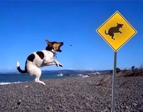 Cún cưng tạo dáng chuyên nghiệp.