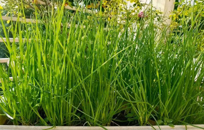 Hành ba chài có ống lá nhỏ, mùi thơm đặc trưng.