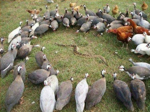 Lấy thịt đè trăn. Lấy thịt đè trăn.