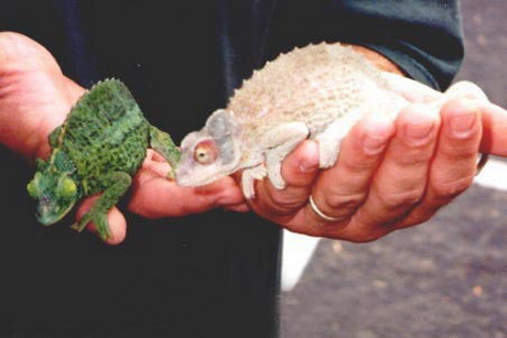 Vẻ đẹp lạ lùng, mê hoặc của những động vật bạch tạng - Ảnh 4 Ve dep la lung, me hoac cua nhung dong vat bach tang - Anh 4