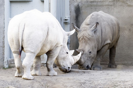 Vẻ đẹp lạ lùng, mê hoặc của những động vật bạch tạng - Ảnh 17 Ve dep la lung, me hoac cua nhung dong vat bach tang - Anh 17