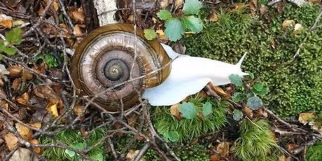 Ve dep la lung, me hoac cua nhung dong vat bach tang - Anh 8