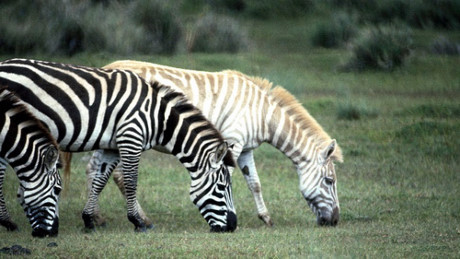 Vẻ đẹp lạ lùng, mê hoặc của những động vật bạch tạng - Ảnh 11 Ve dep la lung, me hoac cua nhung dong vat bach tang - Anh 11