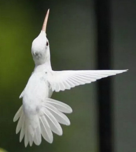 Vẻ đẹp lạ lùng, mê hoặc của những động vật bạch tạng - Ảnh 9 Ve dep la lung, me hoac cua nhung dong vat bach tang - Anh 9