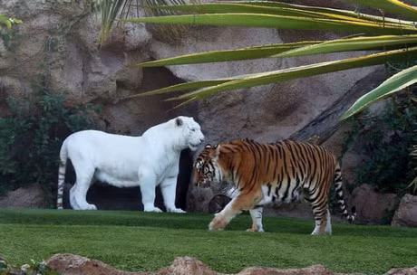 Ve dep la lung, me hoac cua nhung dong vat bach tang - Anh 14