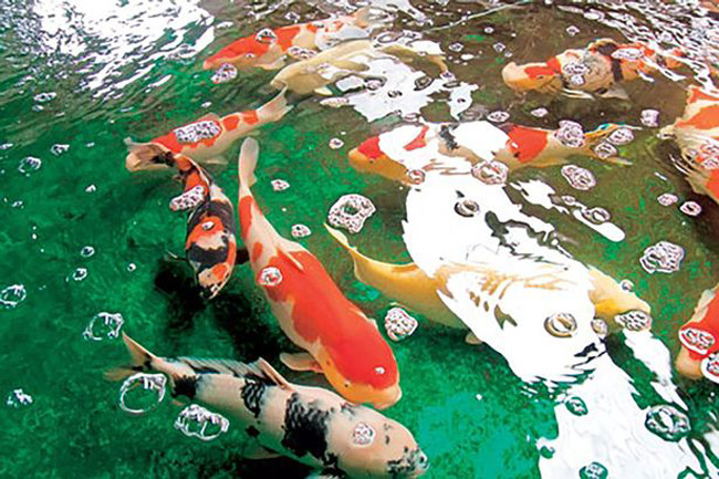 Món ăn sang miệng nhất thế giới ảnh 2 Món ăn sang miệng nhất thế giới ảnh 2