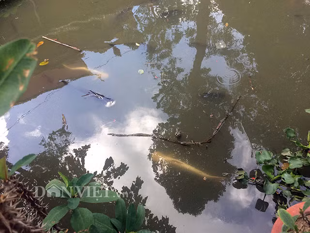 huyen bi cap ca tra bach tang 13 nam tuoi song trong ngoi chua co hinh anh 2