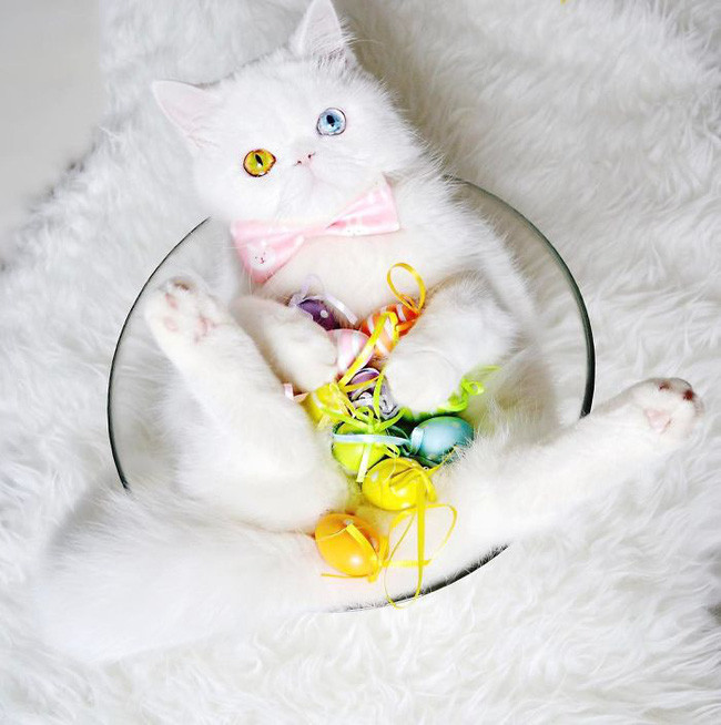 Chú mèo xinh đẹp sở hữu đôi mắt hai màu lấp lánh tựa pha lê ảnh 5 Chú mèo xinh đẹp sở hữu đôi mắt hai màu lấp lánh tựa pha lê ảnh 5