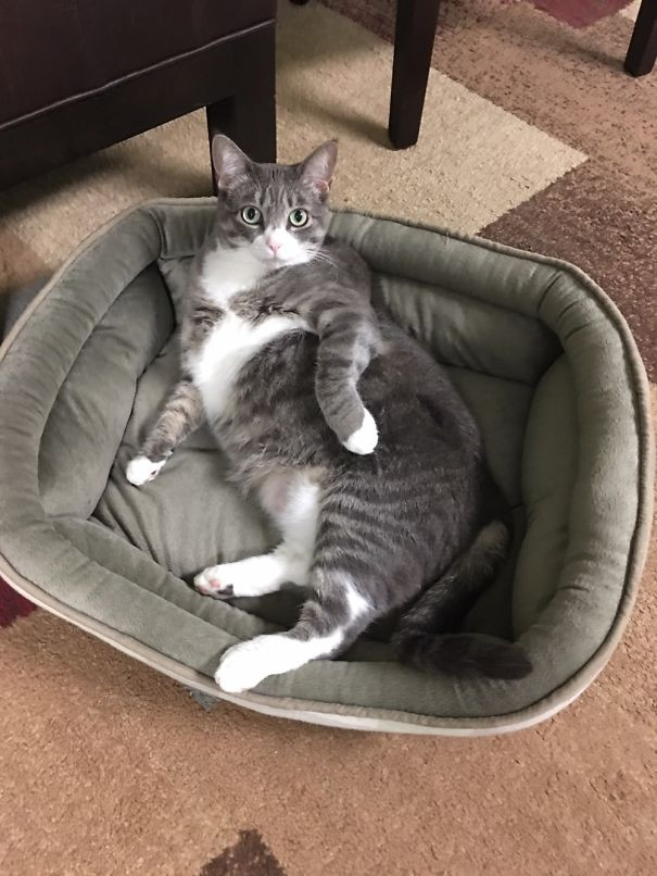 Những biểu cảm chứng tỏ mèo là bọn diễn sâu nhất quả đất ảnh 16