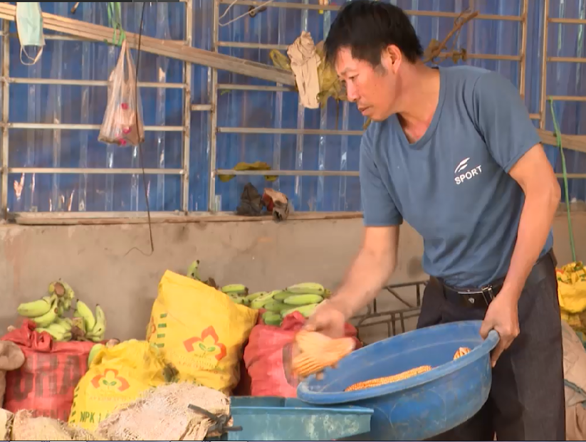 Ông Phàn Chin Phúc làm thức ăn chăn nuôi cho gia súc. Ông Phàn Chin Phúc làm thức ăn chăn nuôi cho gia súc.