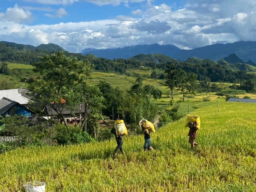 Ngày mùa trên Tả Lèng.