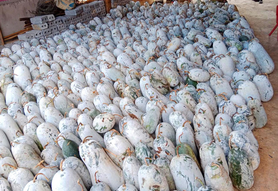 Không có thương lái hỏi mua, nông dân đành chất bí đầy ở góc nhà.