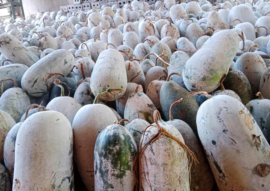 Giá giảm gần một nửa nhưng hàng trăm tấn bí xanh vẫn đang thiếu đầu ra.