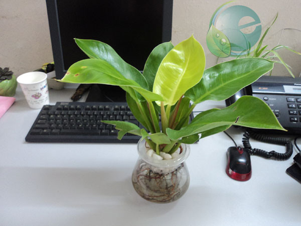 Giữ 3 bỏ 2 thứ này trên bàn làm việc để sự nghiệp hanh thông ảnh 2