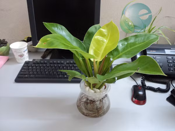 Giữ 3 bỏ 2 thứ này trên bàn làm việc để sự nghiệp hanh thông ảnh 2