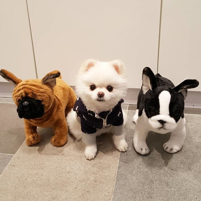 Làm quen với chú chó phốc sóc xinh như thú bông ảnh 5 Làm quen với chú chó phốc sóc xinh như thú bông ảnh 5