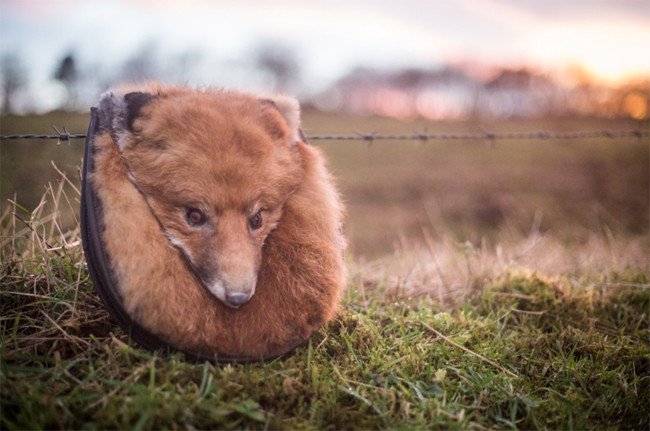 Bộ sưu tập túi lông kinh dị ảnh 7