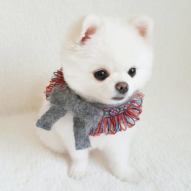 Làm quen với chú chó phốc sóc xinh như thú bông ảnh 4 Làm quen với chú chó phốc sóc xinh như thú bông ảnh 4