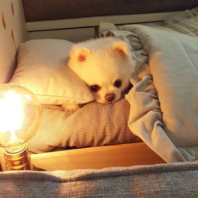 Làm quen với chú chó phốc sóc xinh như thú bông ảnh 3 Làm quen với chú chó phốc sóc xinh như thú bông ảnh 3