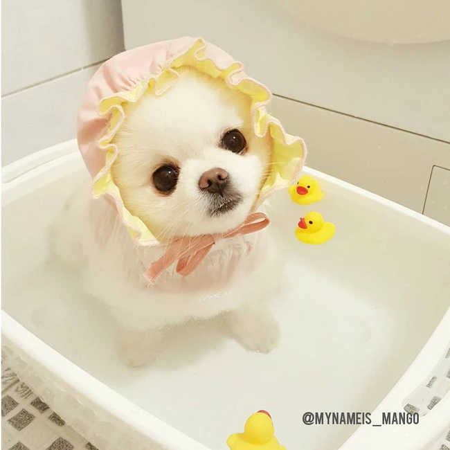 Bộ lông trắng muốt thường khiến nhiều người tưởng nhầm Mango là chó bông.