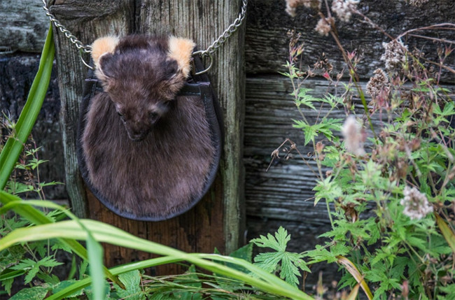 Bộ sưu tập túi lông kinh dị ảnh 8