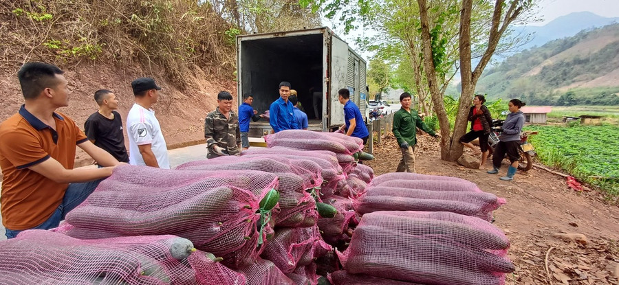 Hàng chục tấn bí xanh từ Nậm Pồ để hỗ trợ &quot;nuôi quân&quot;.