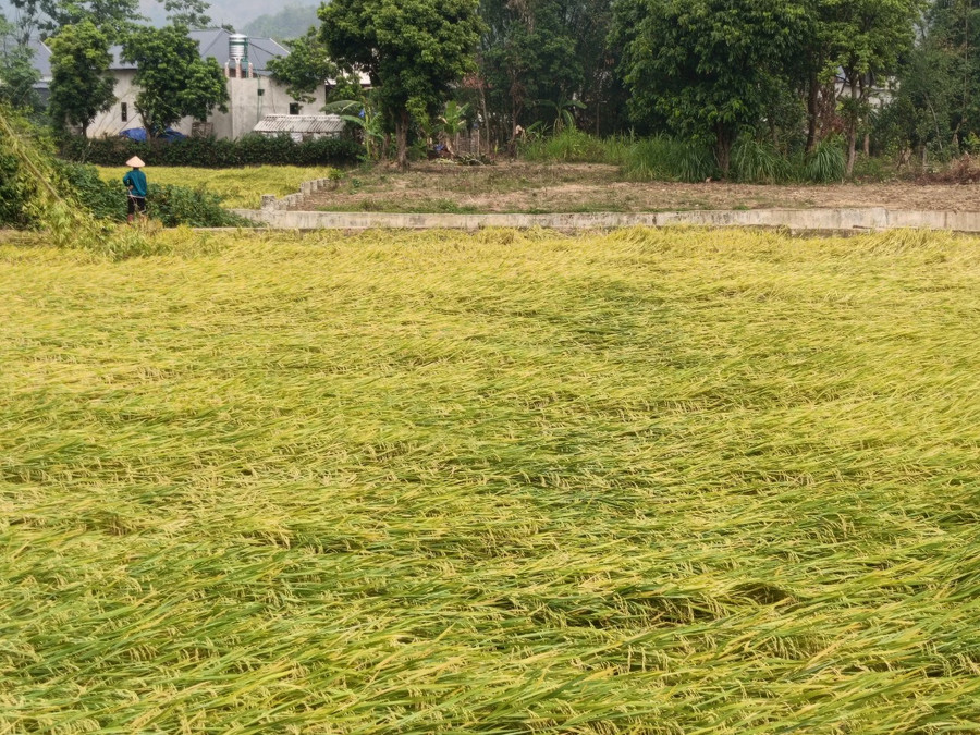 Nhiều diện tích lúa chuẩn bị thu hoạch bị đổ. Nhiều diện tích lúa chuẩn bị thu hoạch bị đổ.