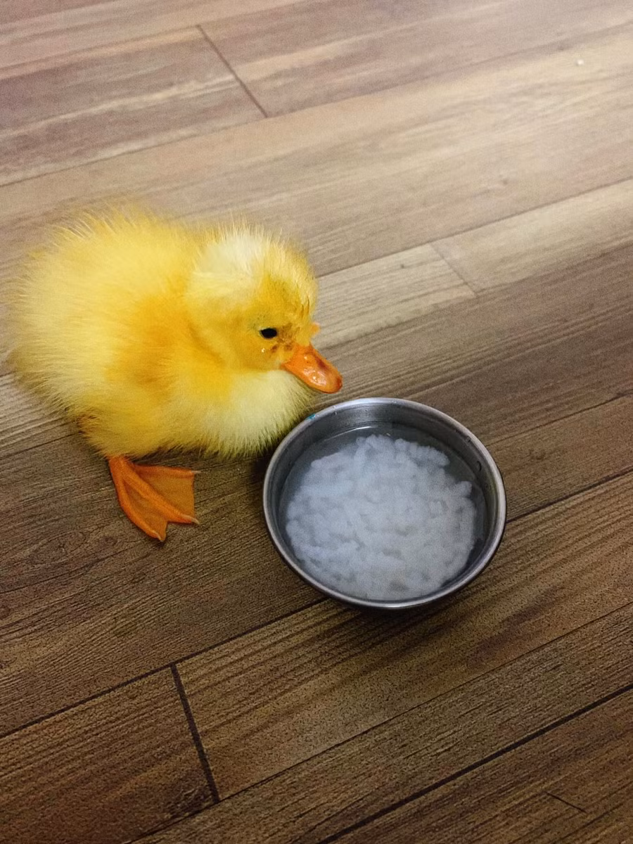 Bữa ăn đầu tiên nhìn rất bỡ ngỡ, sau hơn 30 tiếng mới tập uống nước rồi mới tập ăn cơm ngâm nước.