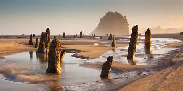 Bí ẩn về “khu rừng ma” 2000 năm tuổi đột nhiên nổi lên trên mặt biển