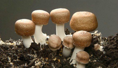 Nấm Agaricus chứa hoạt chất Beta-Glucans hỗ trợ điều trị ung thư. Những loại nấm, rong nâuhỗ trợ điều trị ung thư ít ai biết (bài xin Edit) - 1