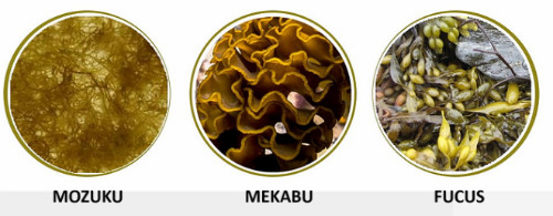 3 loại rong nâu chứa các hoạt chất Fucoidan khác nhau. Những loại nấm, rong nâuhỗ trợ điều trị ung thư ít ai biết (bài xin Edit)