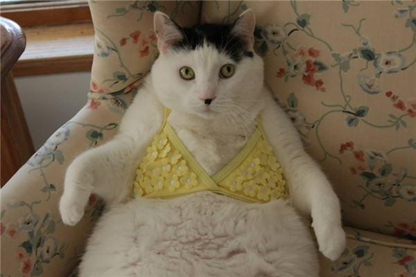 “Sái quai hàm” khi ngắm thú cưng hóa “nữ hoàng bikini” mùa hè