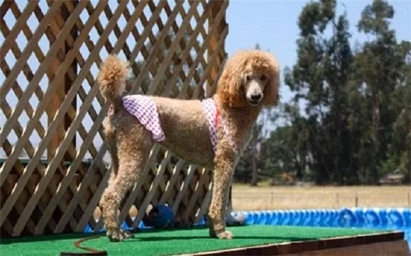 “Sái quai hàm” khi ngắm thú cưng hóa “nữ hoàng bikini” mùa hè ảnh 6