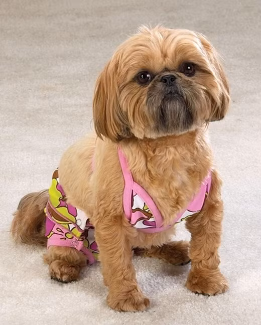 “Sái quai hàm” khi ngắm thú cưng hóa “nữ hoàng bikini” mùa hè ảnh 5