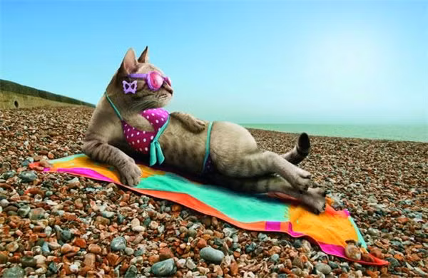 “Sái quai hàm” khi ngắm thú cưng hóa “nữ hoàng bikini” mùa hè ảnh 15