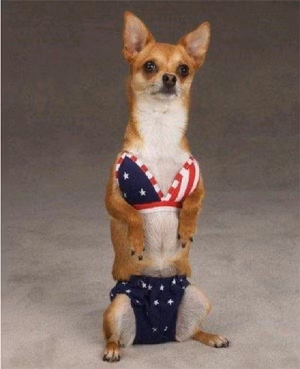 “Sái quai hàm” khi ngắm thú cưng hóa “nữ hoàng bikini” mùa hè ảnh 14